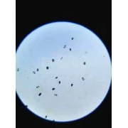 Професионален биологичен бинокулярен микроскоп 40х-1600х за STEM кабинети, училища, научни дейности HQ-100B Професионален биологичен бинокулярен микроскоп 40х-1600х за STEM кабинети, училища, научни дейности HQ-100B HQ-100B E-ETOP