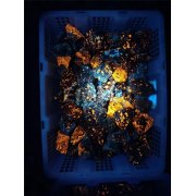 Естествени американски огнени камъни, флуоресцентен камък за деца, декорации и аквариуми Firestone